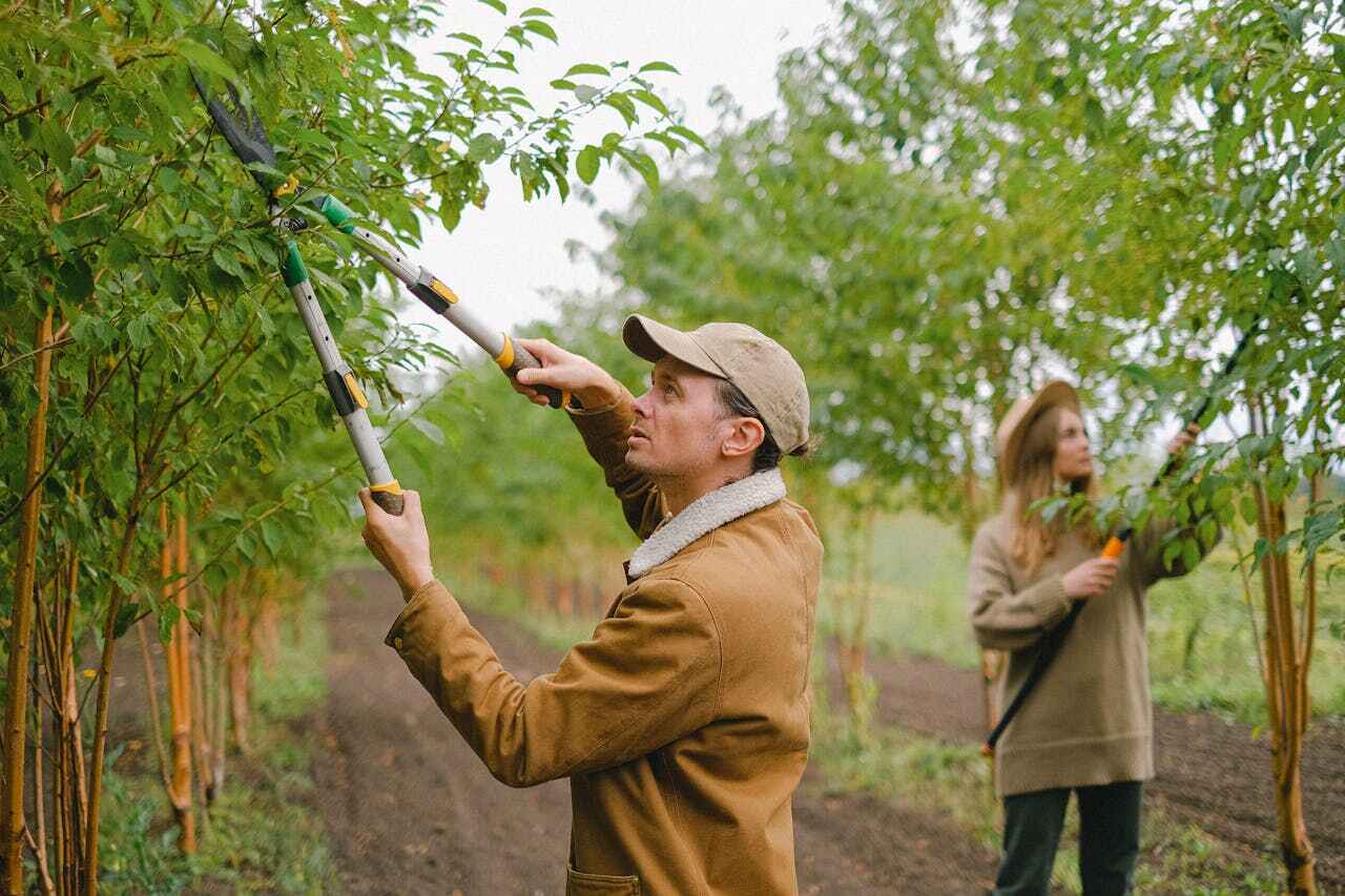 Best Professional Tree Care  in Roseau, MN